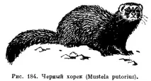 семейство Червената книга Ярославска