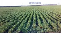 Насіння та овочі Рязані овочі