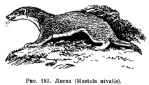 mustelidae книга Ярославска област