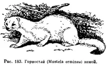 книга Ярославска Червената книга Ярославска