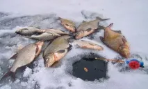 дюза