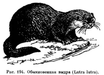 книга Ярославска mustelidae