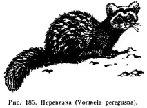 семейство Червената книга Ярославска
