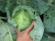 зелени домати зелени