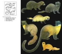 книга Ярославска mustelidae