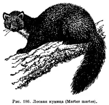 mustelidae книга Ярославска област