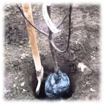 засаждане череши череши