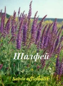 ШАЛФІЯ ЛІКАВА (Salvia officinalis) лікава