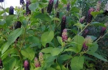 Лікувальні властивості ягоди ягоди
