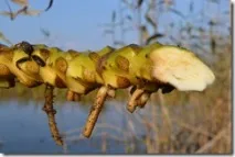 лікарські