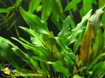 Криптокорина жовта (Cryptocoryne lutea) cryptocoryne