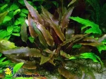 Криптокорина жовта (Cryptocoryne lutea) cryptocoryne
