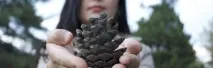 разчупващи разчупващи