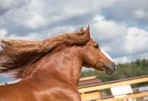 където където