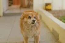 силни силни