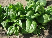 спанак свойства