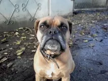 кучета котки кучета котки