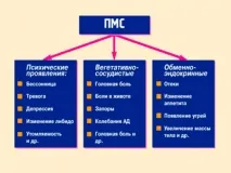 менструация менструация