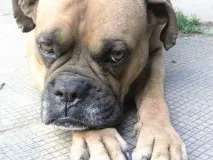 моите куче
