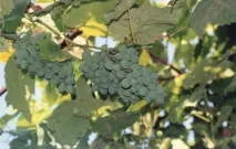 Стара лоза, Все про вино, виноробство, коньяк, шампанське, виноградарство, виноград, горілку, тютюн, вино