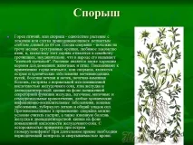 Спориш чи горець пташиний спориш