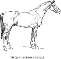 Соціальна поведінка коней - Все про коней коней