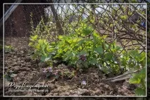 домашни домашни