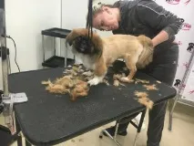 Стрижка пекінесу - види, фото та відео види