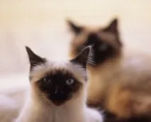 котка котка
