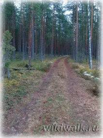 сяберський