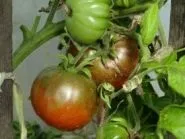 рубли Цена рубли дракон