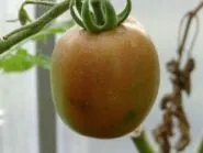 дракон рубли Цена рубли