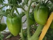 дракон рубли Цена рубли