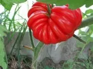 рубли Цена домат