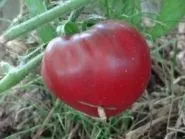 дракон рубли Цена рубли