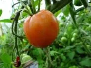 рубли Цена златен