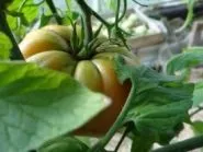 рубли Цена златен