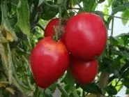 дракон Цена рубли