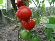 златен домат