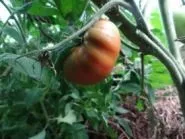 домат рубли Цена рубли