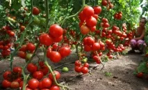 ТоматХоровод відгуки та фото опис та вирощування сорту, помідор весняний відгуки