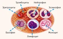 тялото тялото