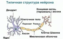 съединителна тъкан тъкани