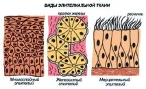 съединителна тъкан тъкани