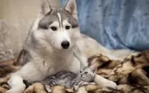 течка