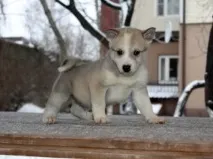 течка