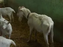 ТеКС-Агро Відтворення корів