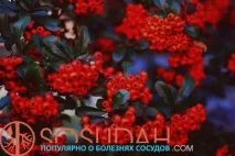 Трави від високого тиску огляд рослин, що допомагають при гіпертонії, Хвороби судин і способи їх високого