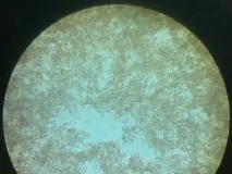 сечі
