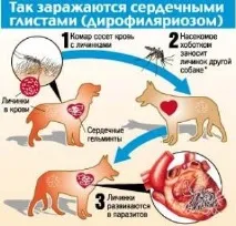 Укуси комах, павуків, змій павуків